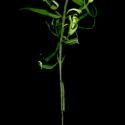 Img.VTax2687.ExN.Img6
