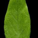 Img.VTax2688.ExN.Img9