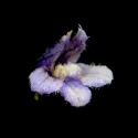 Img.VTax2734.ExN.Img1