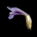 Img.VTax2734.ExN.Img3