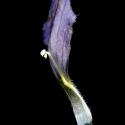 Img.VTax2734.ExN.Img7
