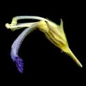 Img.VTax2737.ExN.Img3