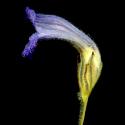 Img.VTax2737.ExN.Img4