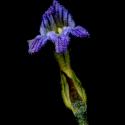 Img.VTax2737.ExN.Img5