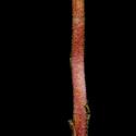 Img.VTax2742.ExN.Img15