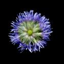 Img.VTax2780.ExN.Img7