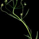 Img.VTax2785.ExN.Img9