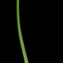 Img.VTax2794.ExN.Img8