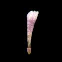 Img.VTax2817.ExN.Img4