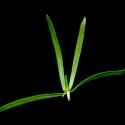 Img.VTax2840.ExN.Img7