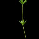Img.VTax2842.ExN.Img11