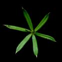 Img.VTax2842.ExN.Img8