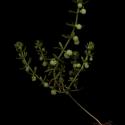 Img.VTax2847.ExN.Img3