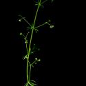 Img.VTax2848.ExN.Img2