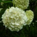 Img.VTax2864.ExN.Img10