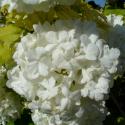 Img.VTax2864.ExN.Img16