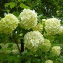 Img.VTax2864.ExN.Img6