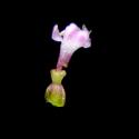 Img.VTax2901.ExN.Img15