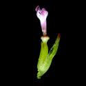 Img.VTax2901.ExN.Img16