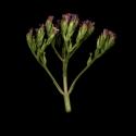 Img.VTax2901.ExN.Img8