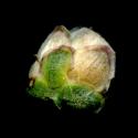 Img.VTax2906.ExN.Img18