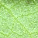 Img.VTax2918.ExN.Img7