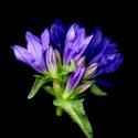 Img.VTax2942.ExN.Img17