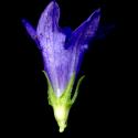 Img.VTax2942.ExN.Img18