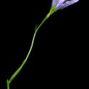Img.VTax2950.ExN.Img2