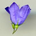 Img.VTax2953.ExN.Img2