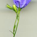 Img.VTax2953.ExN.Img3