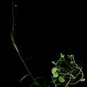 Img.VTax2953.ExN.Img4