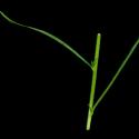 Img.VTax2953.ExN.Img6