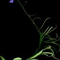 Img.VTax2954.ExN.Img4