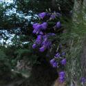 Img.VTax2954.ExN.Img6