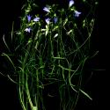 Img.VTax2954.ExN.Img9