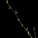 Img.VTax2961.ExN.Img6