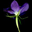 Img.VTax2962.ExN.Img2