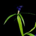 Img.VTax2962.ExN.Img8