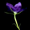 Img.VTax2962.ExN.Img9