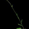 Img.VTax2969.ExN.Img8