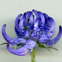 Img.VTax2969.ExN.Img9