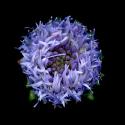 Img.VTax2972.ExN.Img8