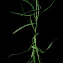 Img.VTax2992.ExN.Img9