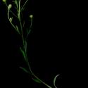 Img.VTax2999.ExN.Img7