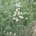 Img.VTax3011.ExN.Img7