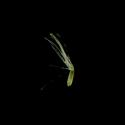 Img.VTax3028.ExN.Img2