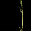 Img.VTax3057.ExN.Img8