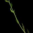 Img.VTax3106.ExN.Img4