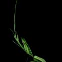 Img.VTax3127.ExN.Img1
